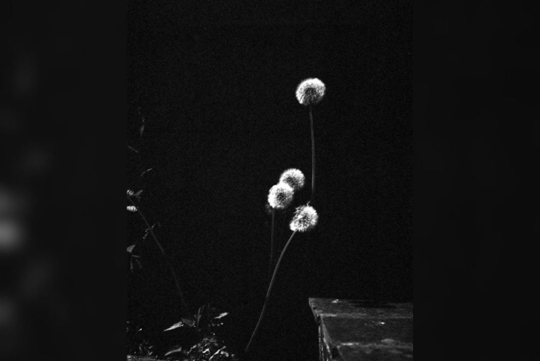 Seuil des Vivantes - Photographies